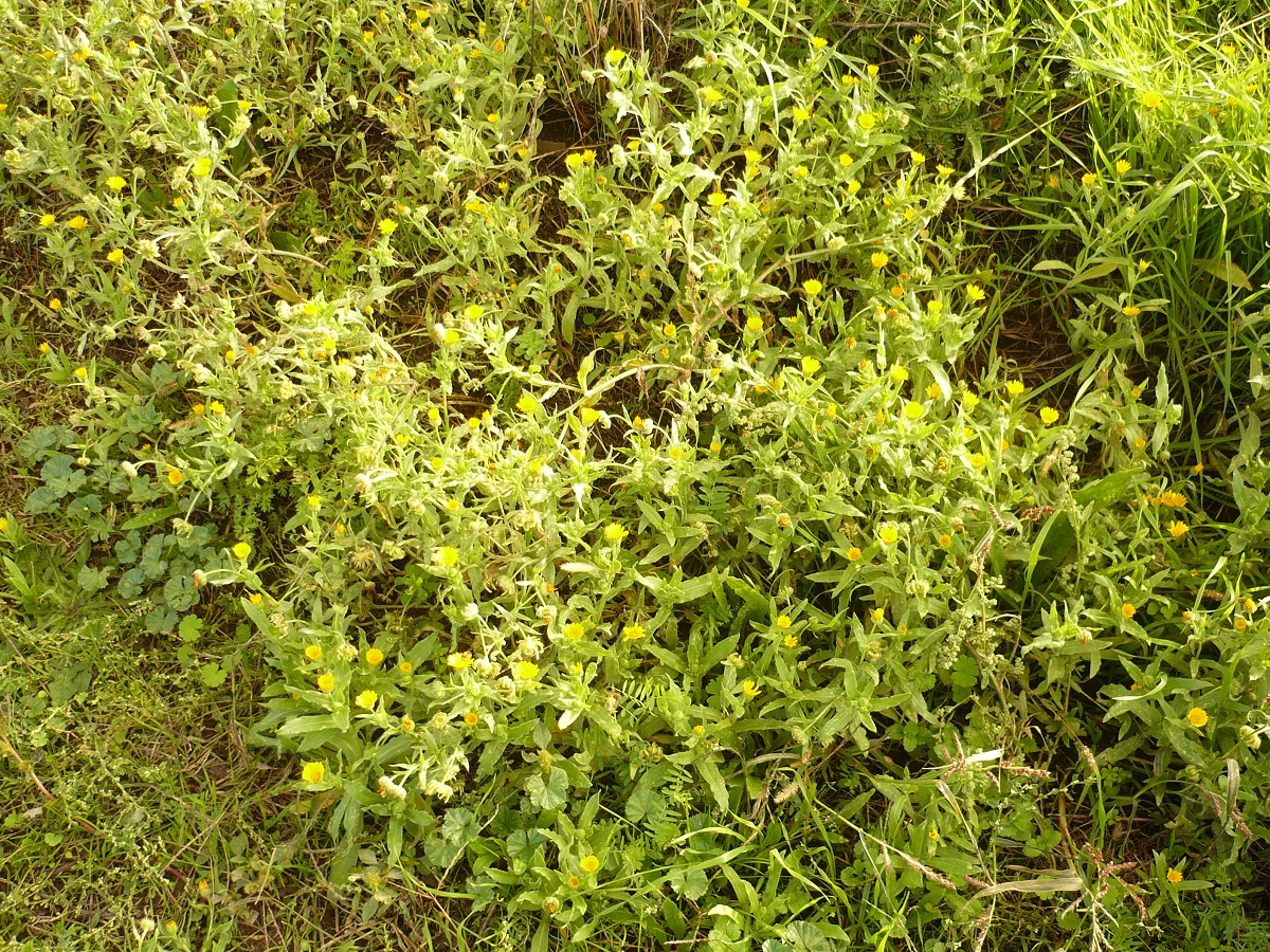 Calendula arvensis (Asteraceae)